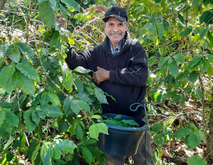 VOLCAFE and MOCCA shrinking gaps for coffee markets