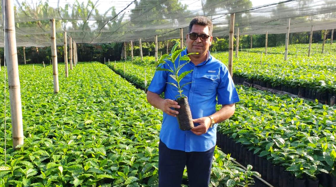 Growing Profitable Coffee Nurseries Mocca - Is Nursery Business Profitable In India