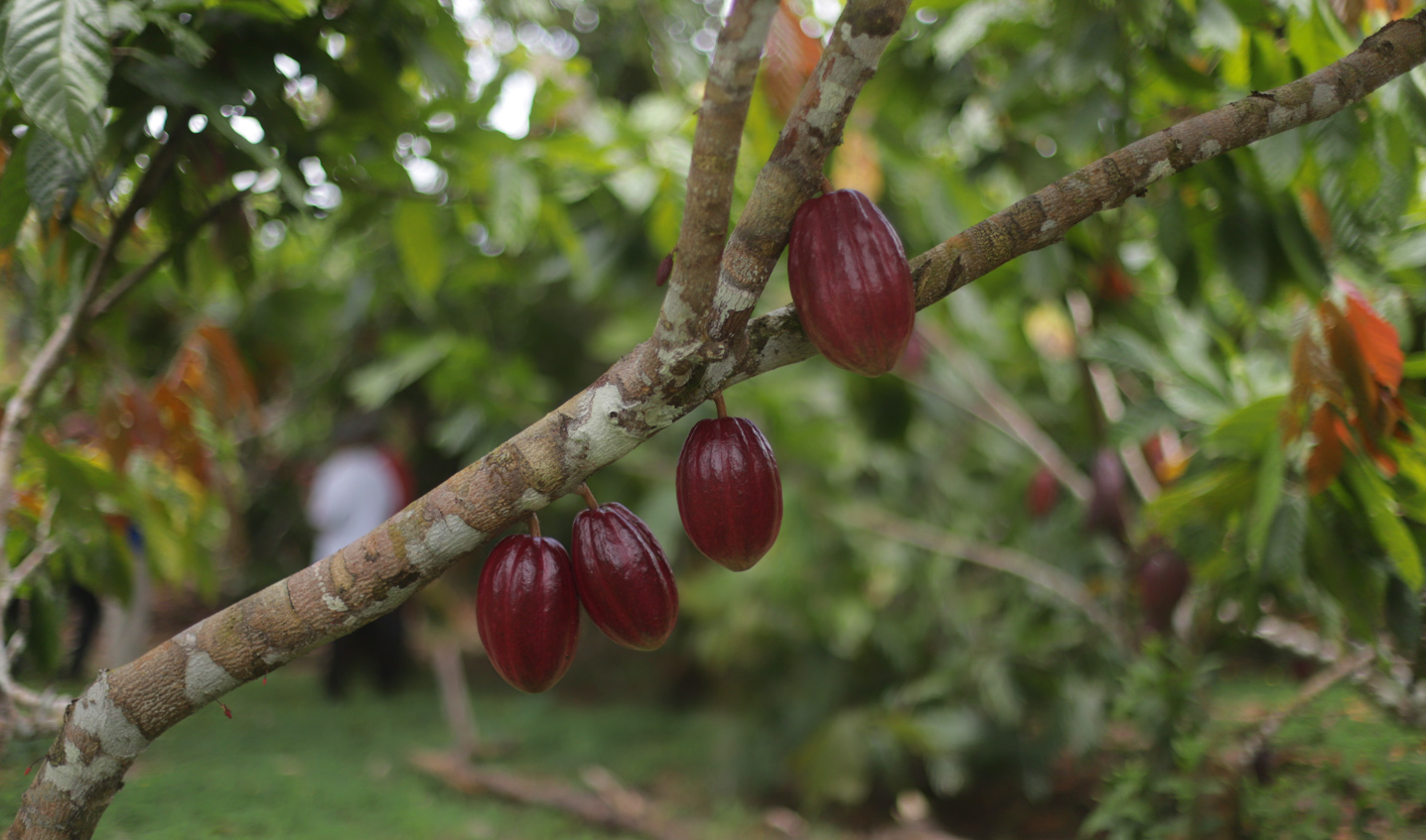 Crecimiento maderero, rendimientos e ingresos financieros: resultados de  experimento a largo plazo de sistemas agroforestales de cacao en el norte  de Honduras – MOCCA
